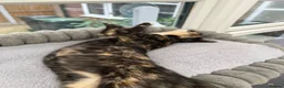 Mixed Breed cats for sale: 2 remaining kittens, looking for forever homes - Advert 6