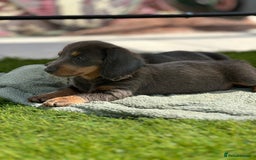 Miniature Dachshund dogs for sale: READY NOW. Miniature long hair dachshund 🤍 - Image 18