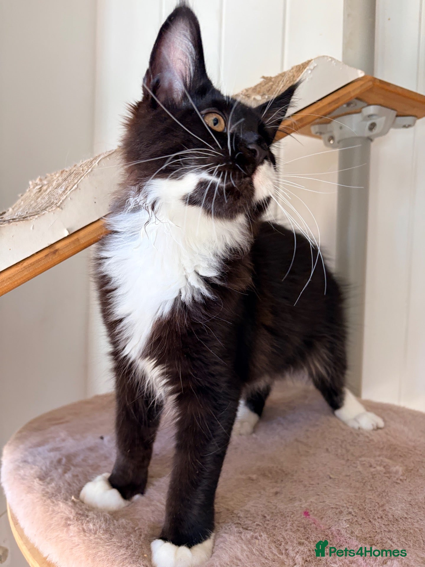 Maine Coon cats Gccf male Maine coon kitten  - Advert 1