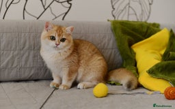 British Shorthair cats for sale: GCCFreg BSH & BLH Chocolate & Black Golden Kittens - Image 30