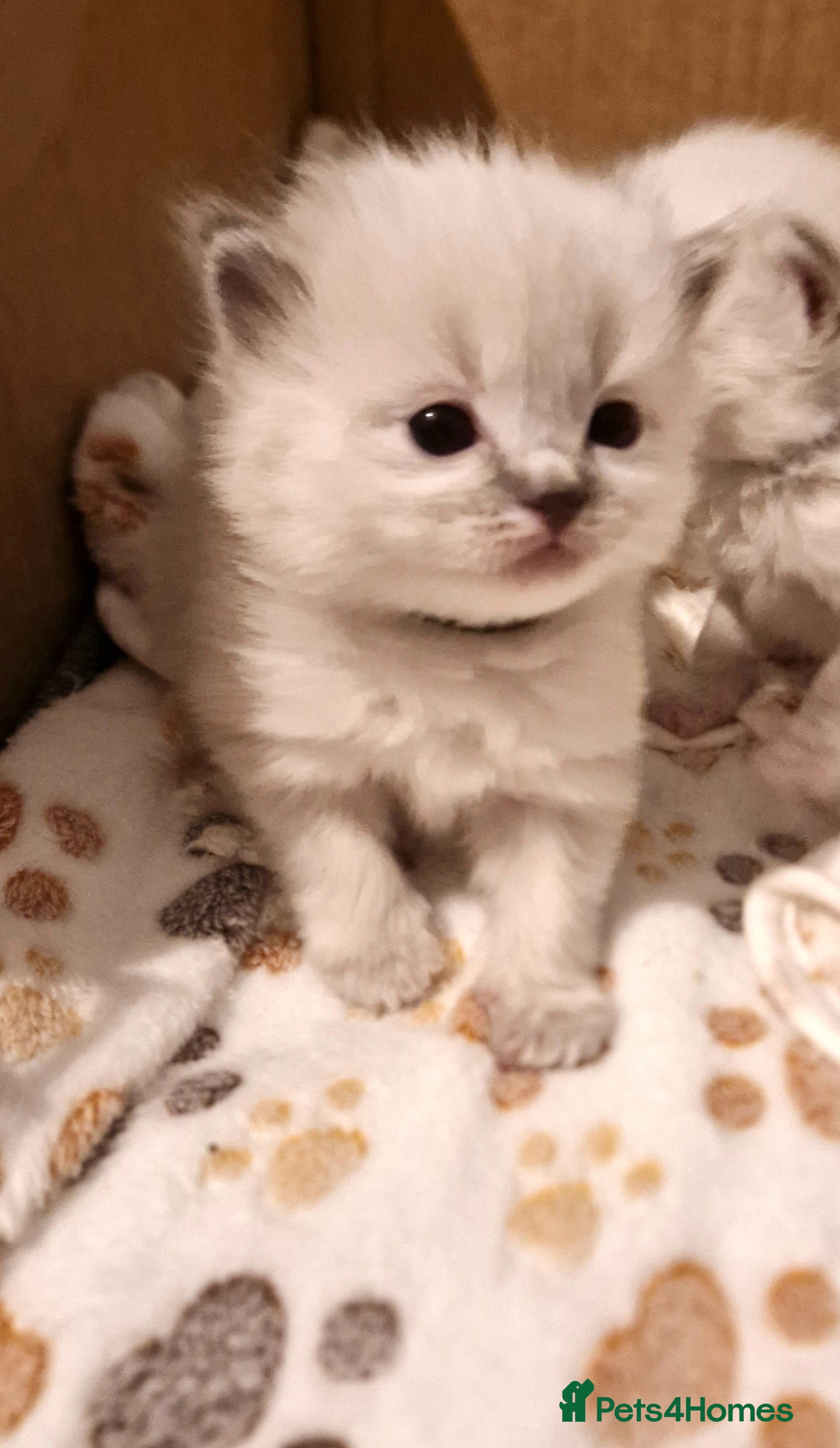 Ragdoll cats Pure beautiful Ragdoll Kittens  - Advert 7