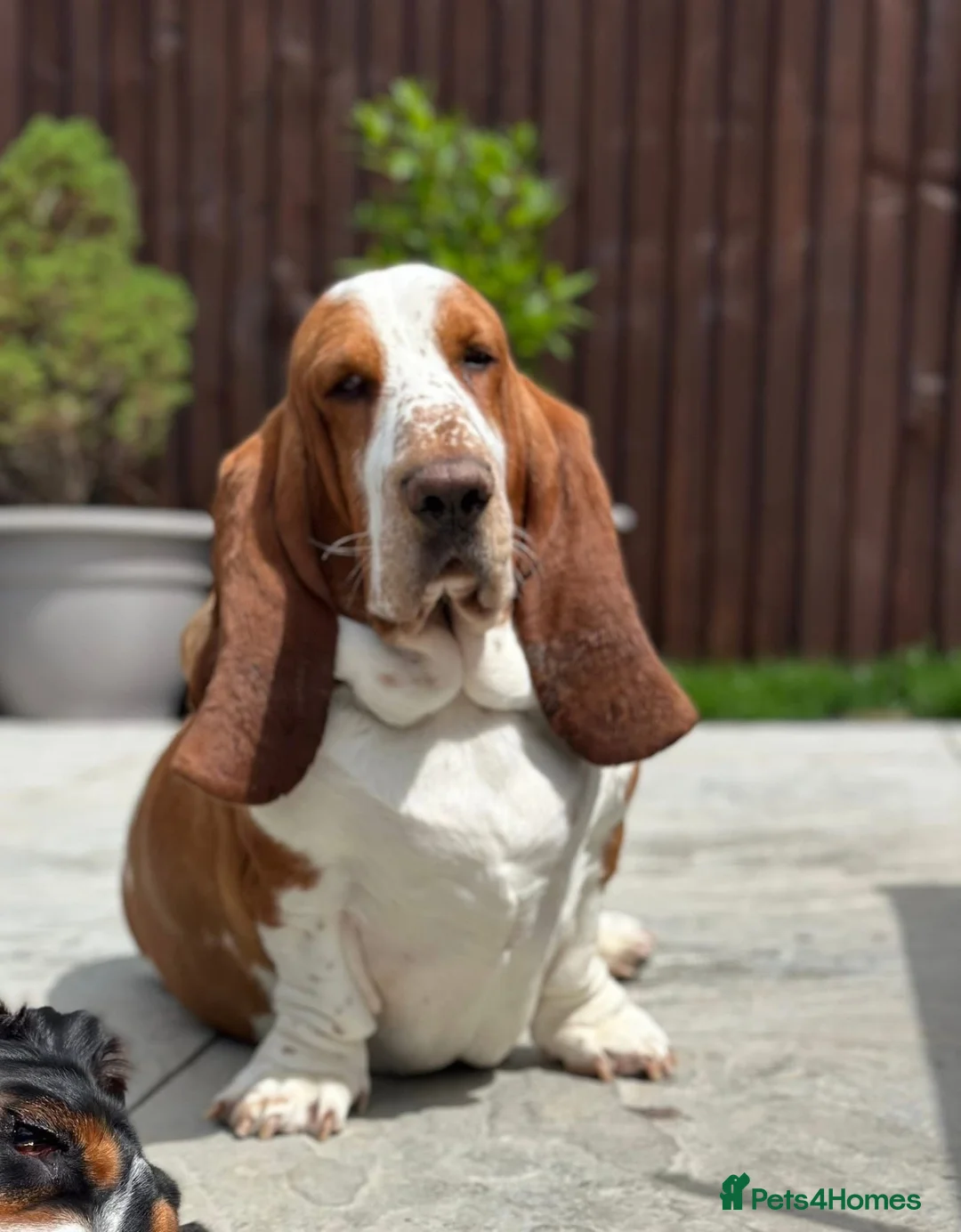 Basset Hound dogs for sale: Basset Hound Boy looking for a loving home❤️ in Swindon - Advert 1
