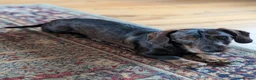 Dachshund dogs for stud: Teckel Dachshund for stud in Wincanton - Advert 4