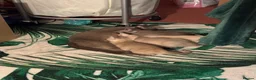 Burmese cats for sale: Gorgeous Playful Loving Burmese Kittens  - Advert 20
