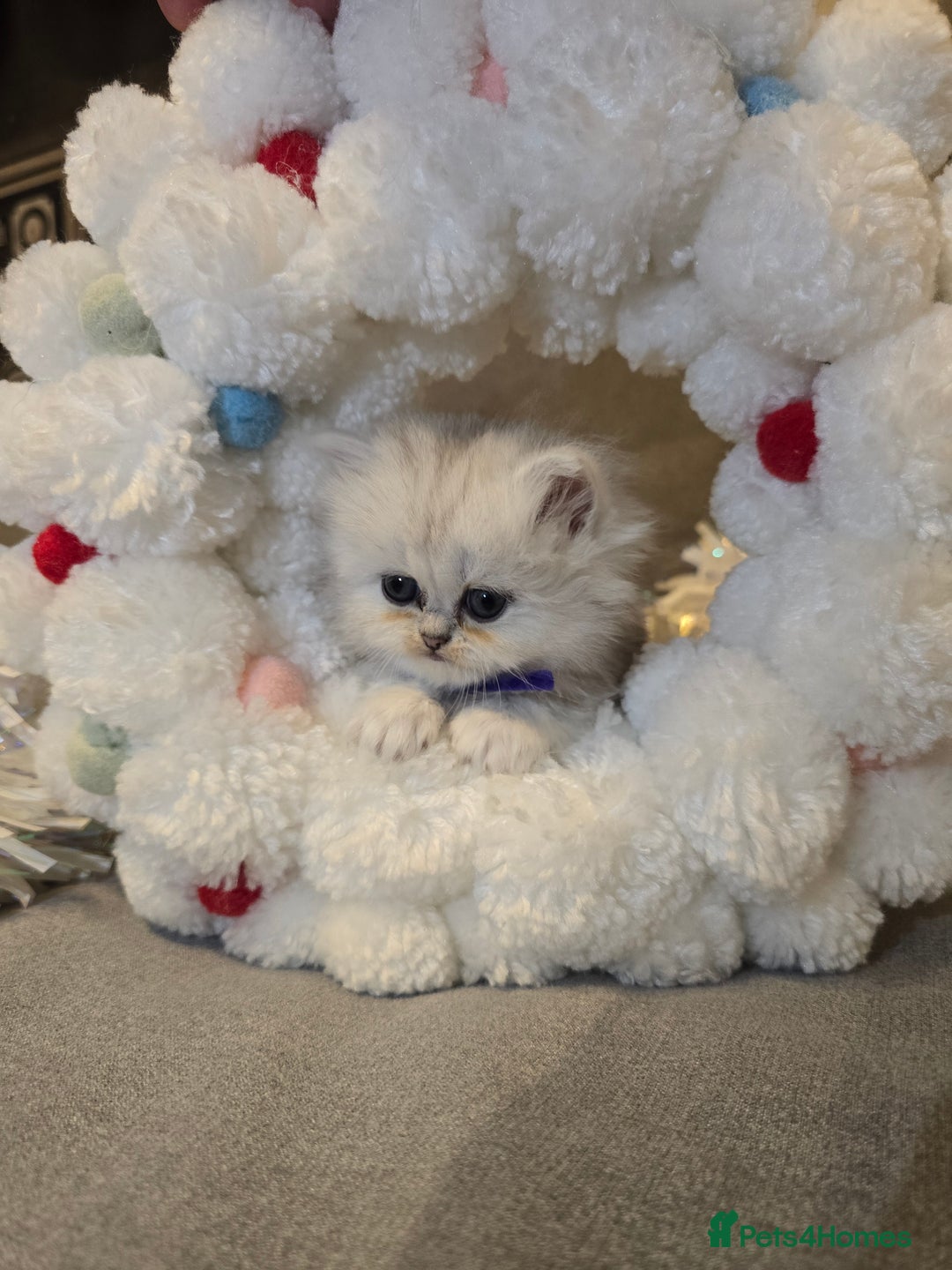 Persian cats for sale: Persian fluffy angels - Advert 7