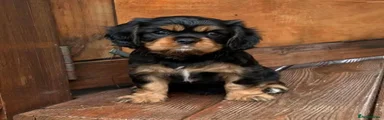 Cavalier King Charles Spaniel 1
