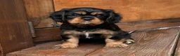 Cavalier King Charles Spaniel dogs for sale: Affectionate Cavalier King Charles Spaniel Puppies in Bolton - Advert 2