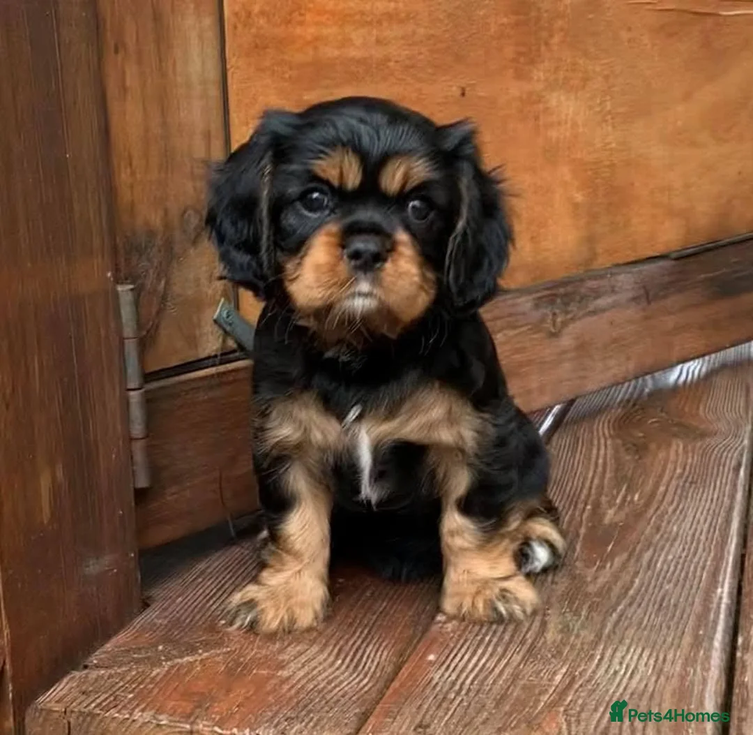 Cavalier King Charles Spaniel dogs for sale: Affectionate Cavalier King Charles Spaniel Puppies in Bolton - Advert 2