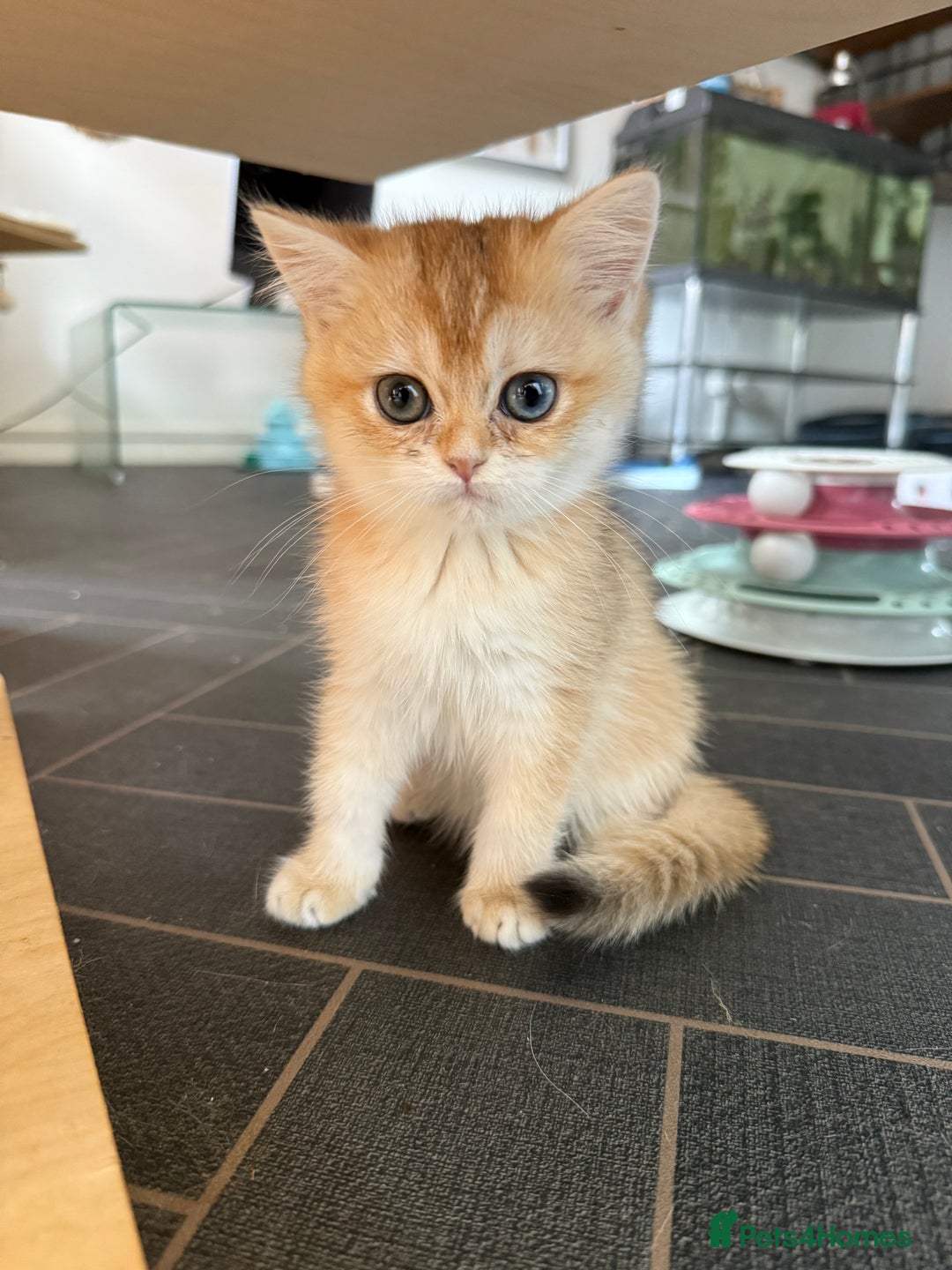 British Shorthair cats for sale: GCCF reg BSH Last Chocolate Golden Odd Eyes Female - Image 30