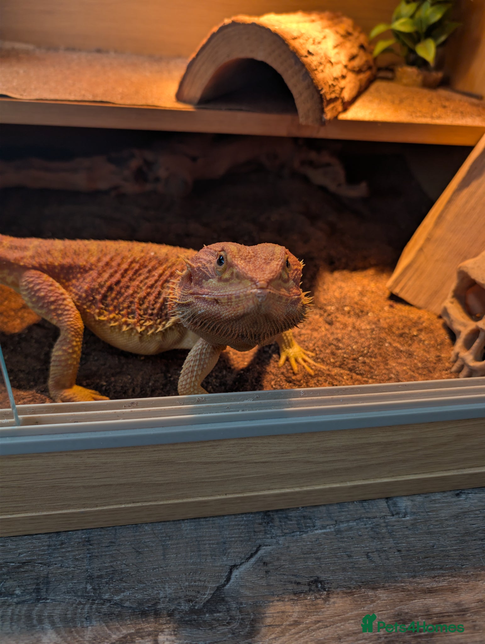 Bearded Dragon reptiles Lenny the lizard (bearded dragon) - Advert 1