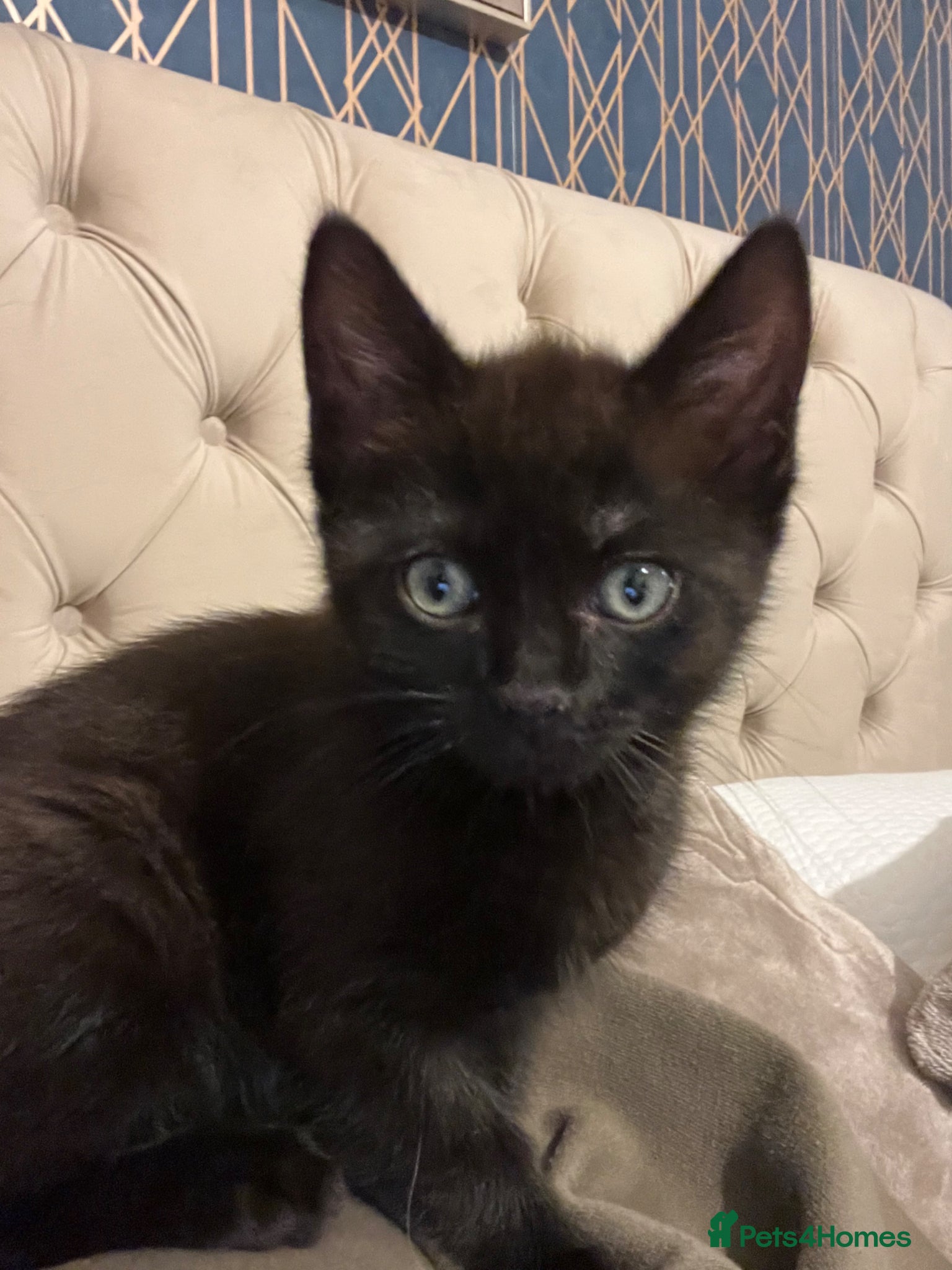 Mixed Breed cats Male 10 weeks old mum ragdoll dad half Persian  - Advert 12