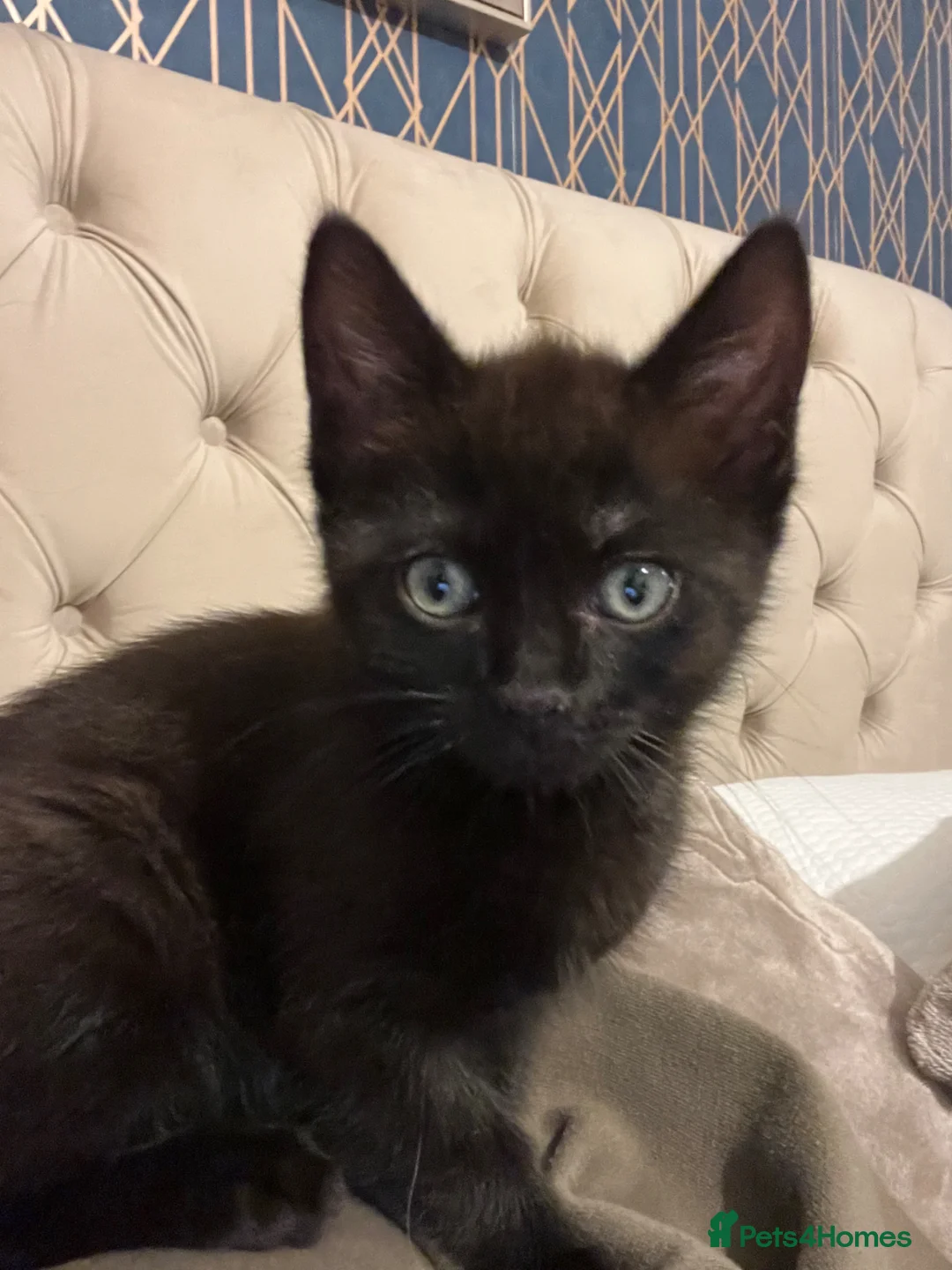 Mixed Breed cats for sale: Male 10 weeks old mum ragdoll dad half Persian  in Lowestoft - Advert 1
