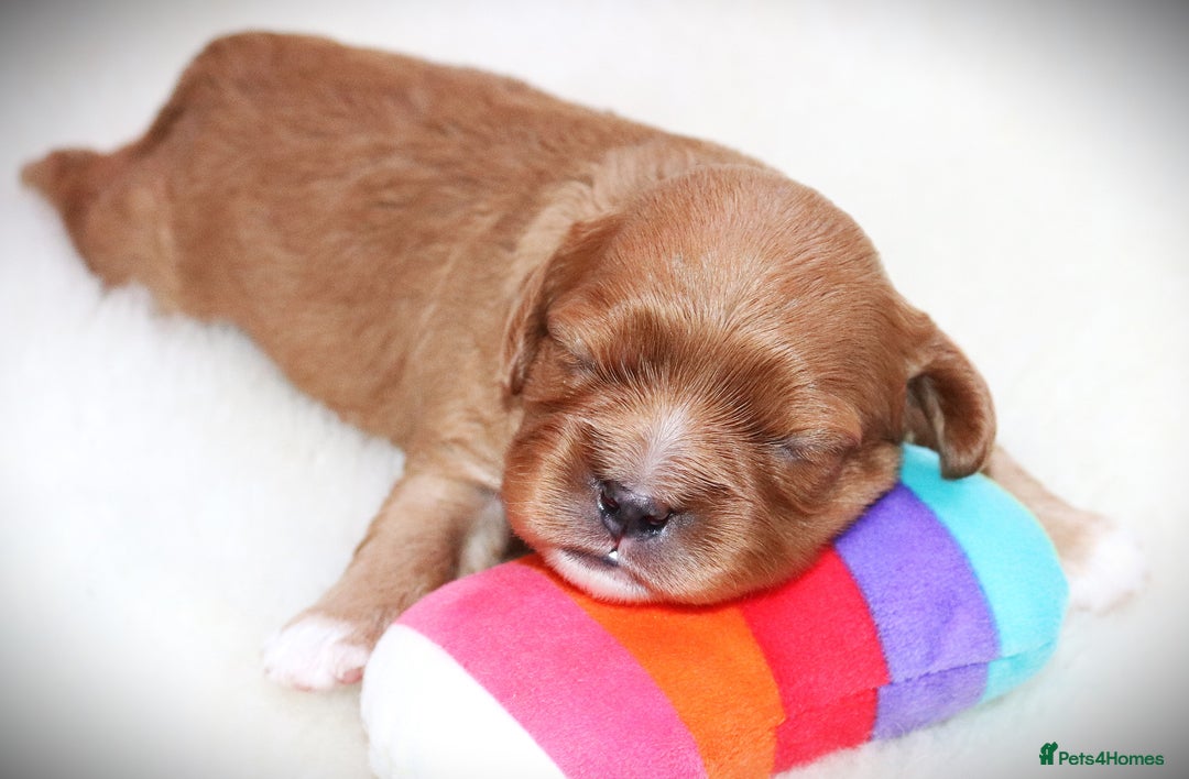 Cavapoo dogs for sale: 🌟Rare F1b Reverse Cavapoo(3/4 Cavalier1/4 Poodle) - Image 26