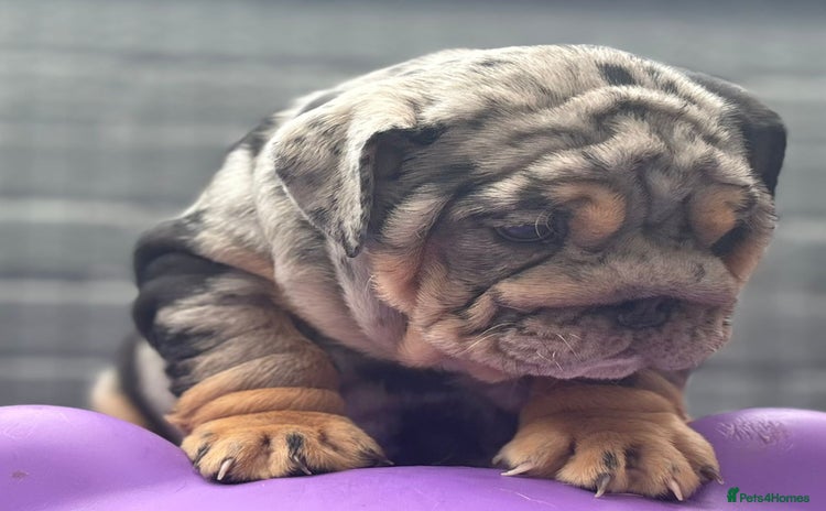 English Bulldog dogs - Advert 1