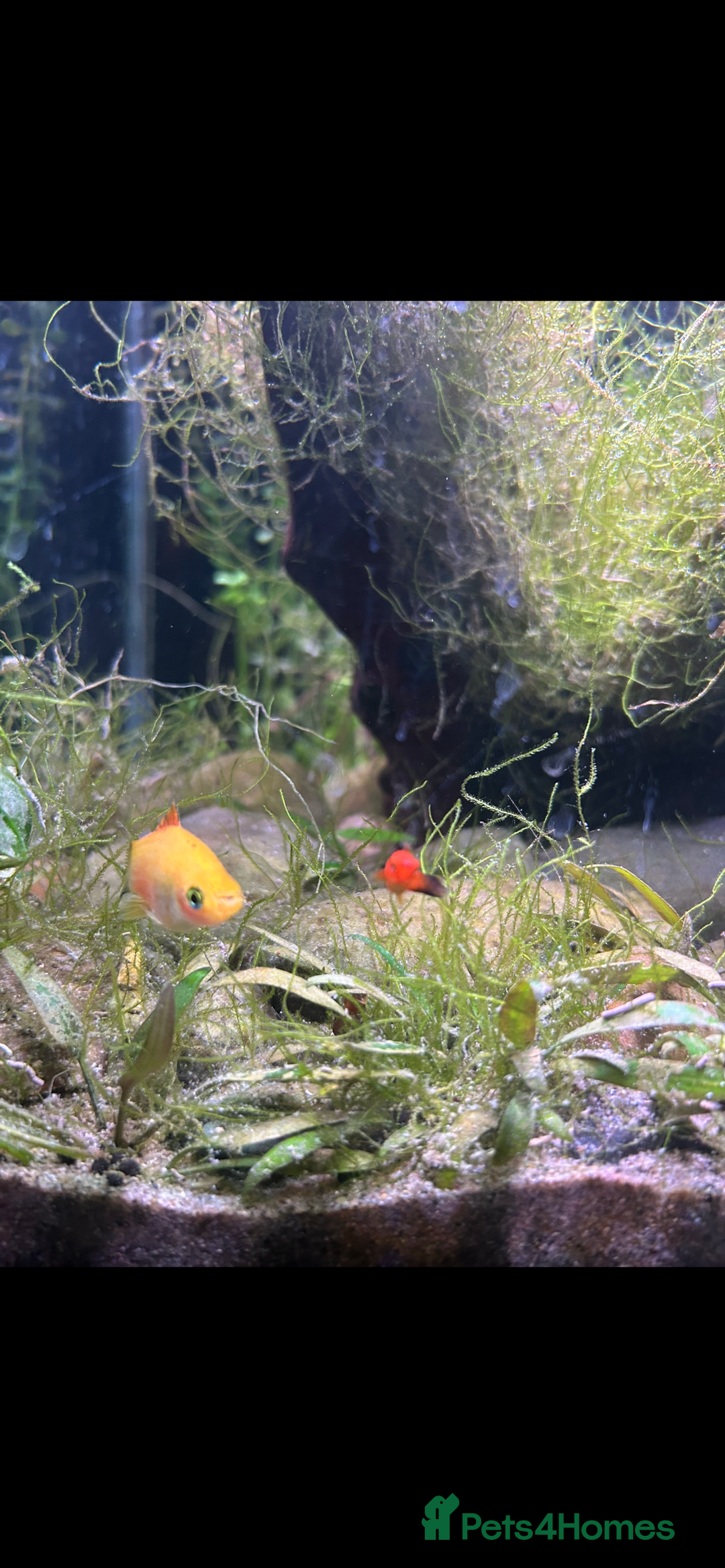 Live Bearers fish for sale: Complete tropical fish tank setup 🐟 - Advert 4