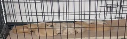 Golden Retriever dogs for sale: Quality golden retrievers  - Advert 3