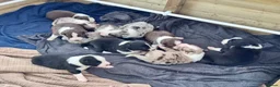 Border Collie dogs for sale: Border collies  in Evesham - Advert 1