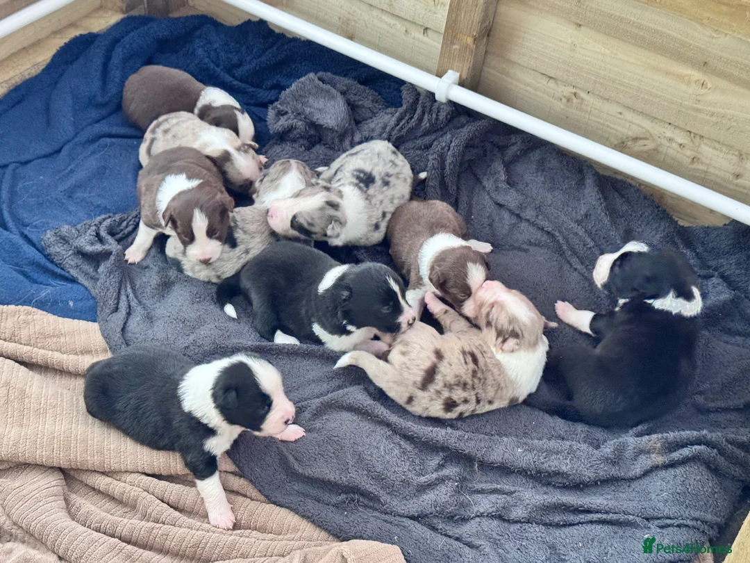 Border Collie dogs for sale: Border collies  in Evesham - Advert 1