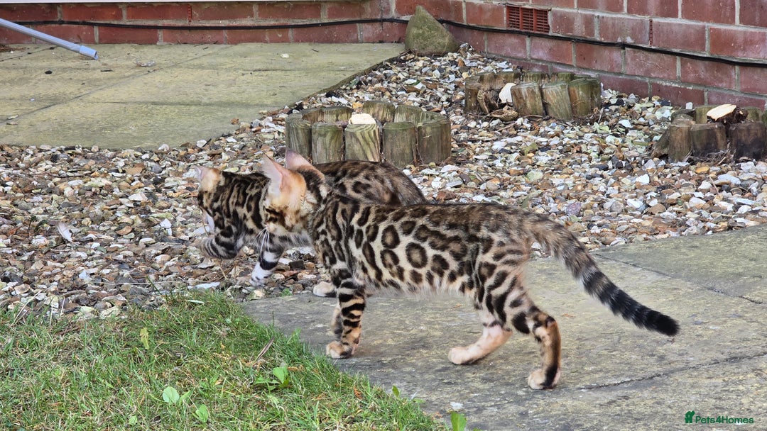 Bengal cats for sale: 2 Bengal kittens boy and girl - Image 3