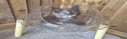 Maine Coon cats for sale: Pure Bred Maine Coon Kittens - Advert 29