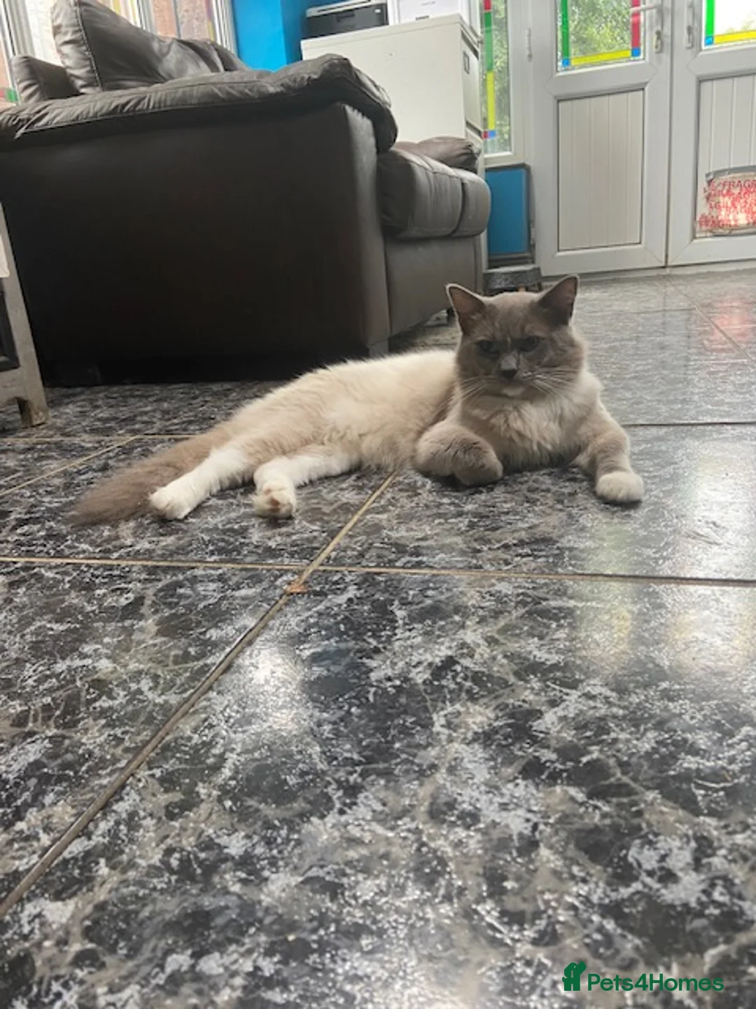 Ragdoll cats for stud: GCCF Reg. Blue point mitted Ragdoll Stud - JEEVES - Advert 5