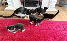 Mixed Breed cats for sale: 5 adorable kittens  - Image 2