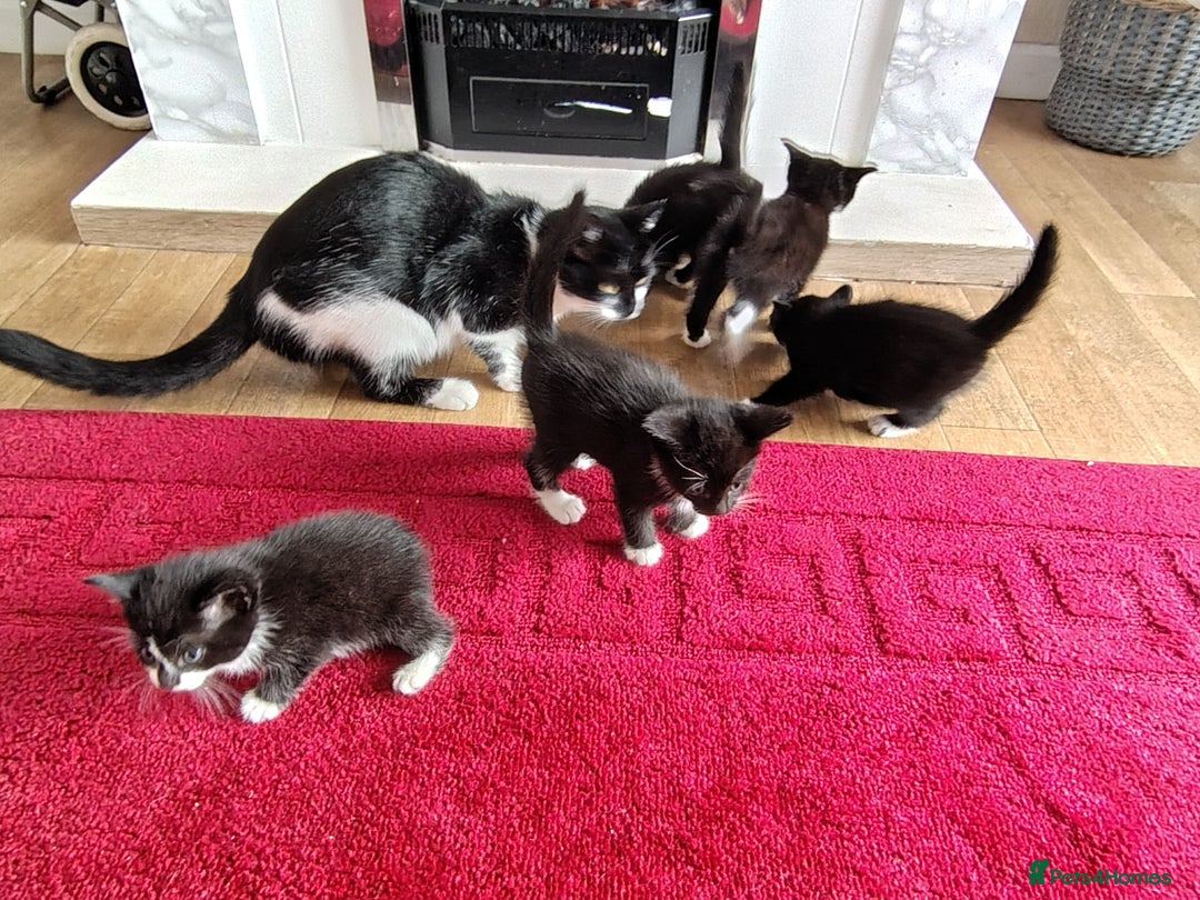 Mixed Breed cats for sale: 5 adorable kittens  - Image 2
