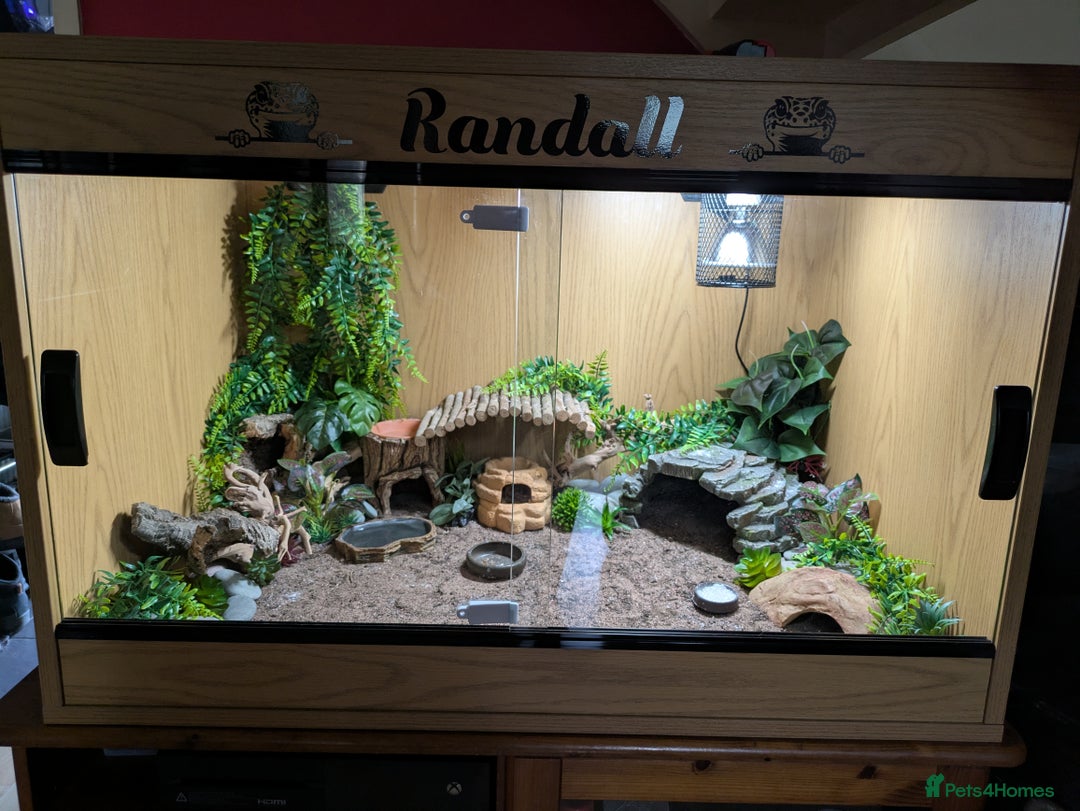 Leopard Gecko reptiles for sale: Leopard gecko and full setup for sale - Image 7