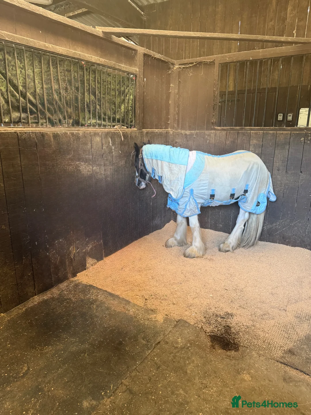 Irish Cob horses for sale: 11.3 cob gelding  - Advert 3