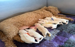 Maltipoo dogs for sale: Outstanding Maltipoo Puppies - Image 4