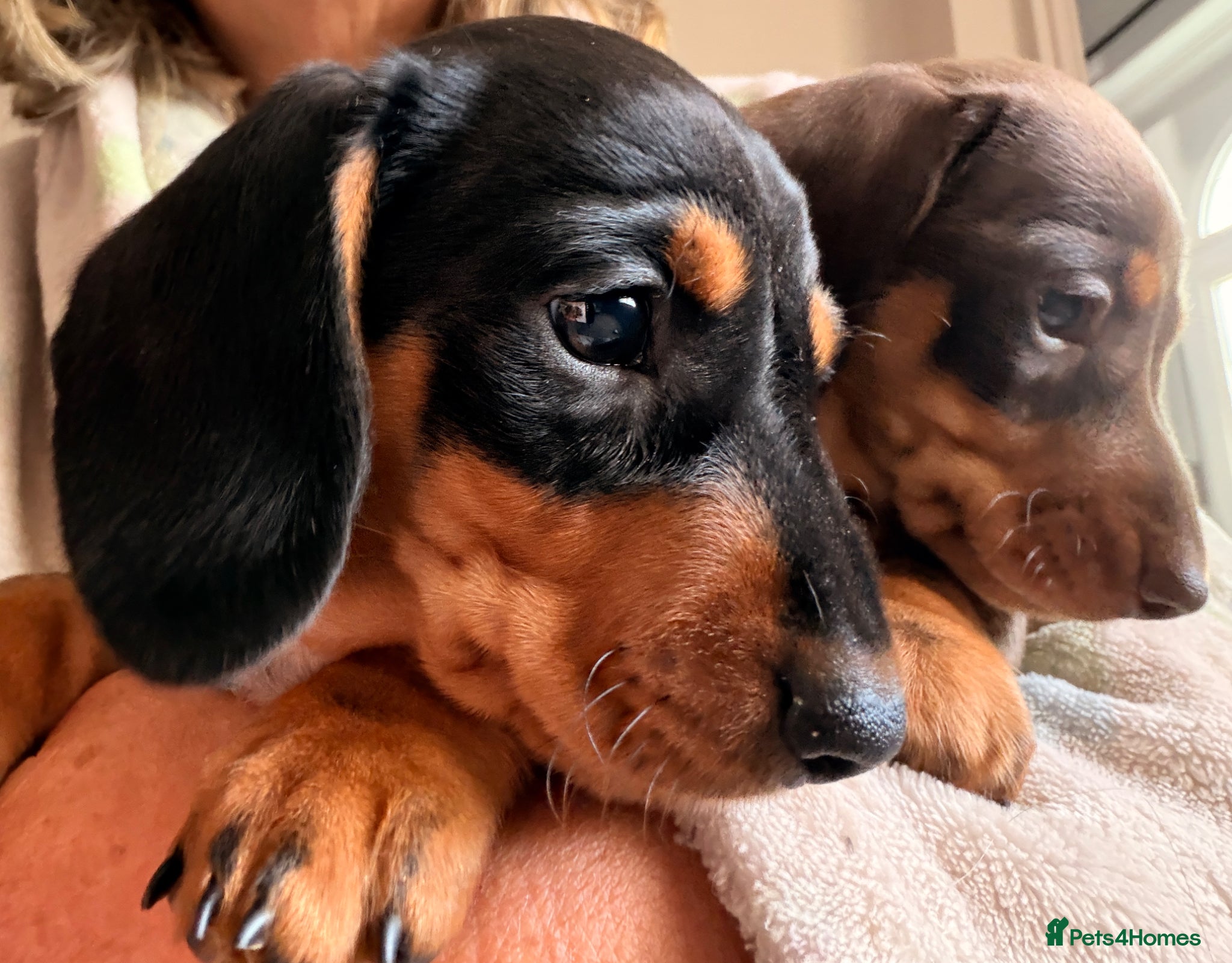 Miniature Dachshund dogs for sale: Licensed. Min smooth, kc/pra clear ready 25/5  - Advert 1
