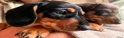 Miniature Dachshund dogs for sale: Licensed. Min smooth, kc/pra clear ready 25/5  - Advert 1