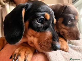 Miniature Dachshund dogs Licensed. Min smooth, kc/pra clear ready 25/5 - Advert 4