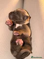 Cane Corso Puppy 7