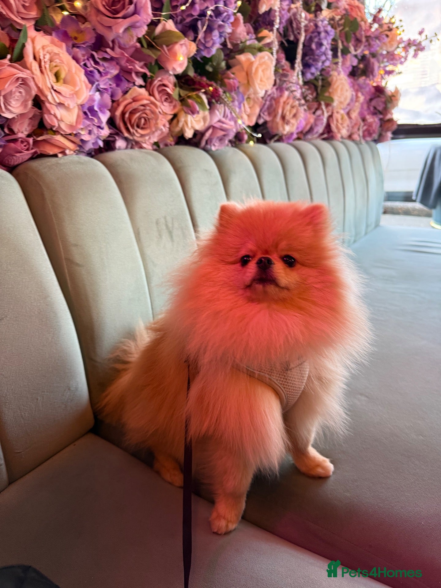 Pomeranian dogs Rare Tiny Teddy Bear Face Pomeranian pups |KC Reg - Advert 2