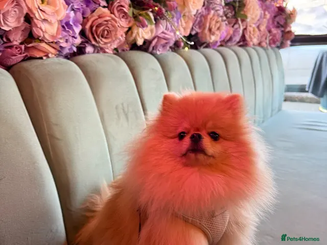 Pomeranian dogs for sale: Rare Tiny Teddy Bear Face Pomeranian pups |KC Reg - Advert 2