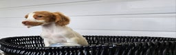 Cocker Spaniel dogs for sale: Working type rare marking cocker spaniels - Advert 26