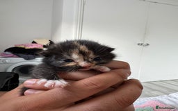 British Shorthair cats for sale: BRITISH SHORTHAIR CROSS OCICAT KITTENS - Image 4