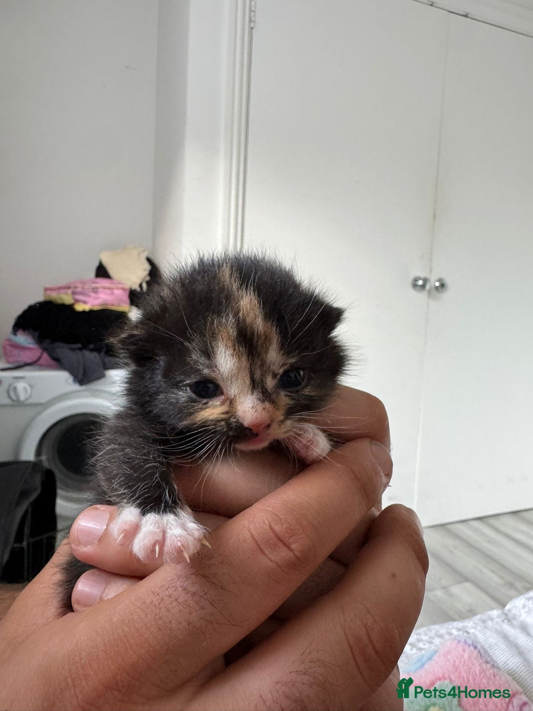 British Shorthair cats for sale: BRITISH SHORTHAIR CROSS OCICAT KITTENS - Image 4