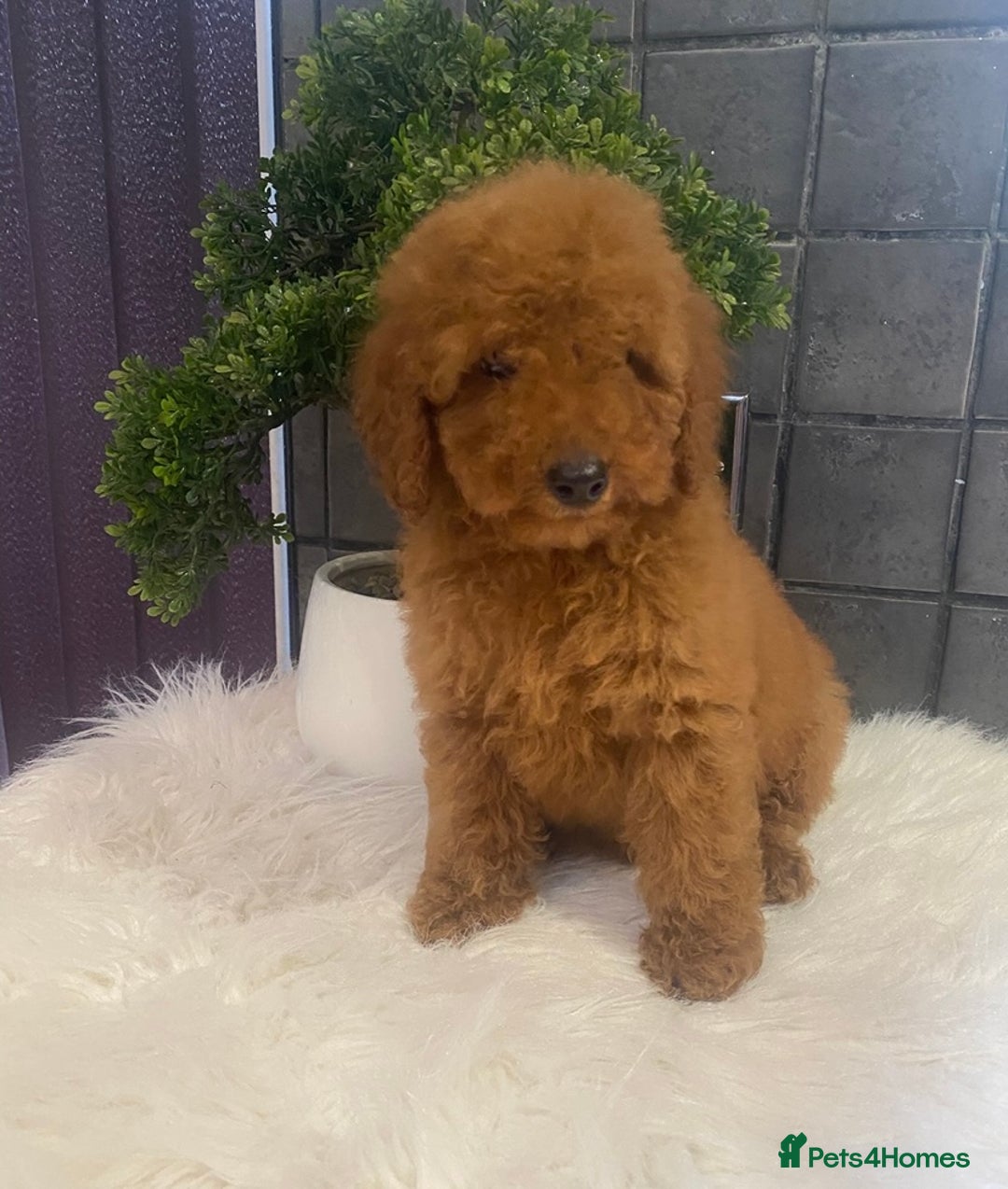Miniature Poodle dogs for sale: Gorgeous Red Minature Poodle Puppies  - Advert 6