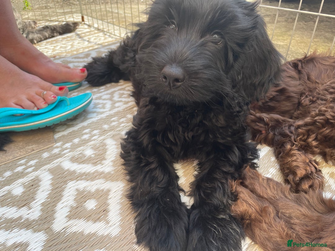 Sproodle dogs for sale: REDUCED 2 x Beautiful F2 Sproodle Girls VACCINATED - Image 3
