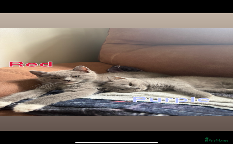 Mixed Breed cats - Advert 4
