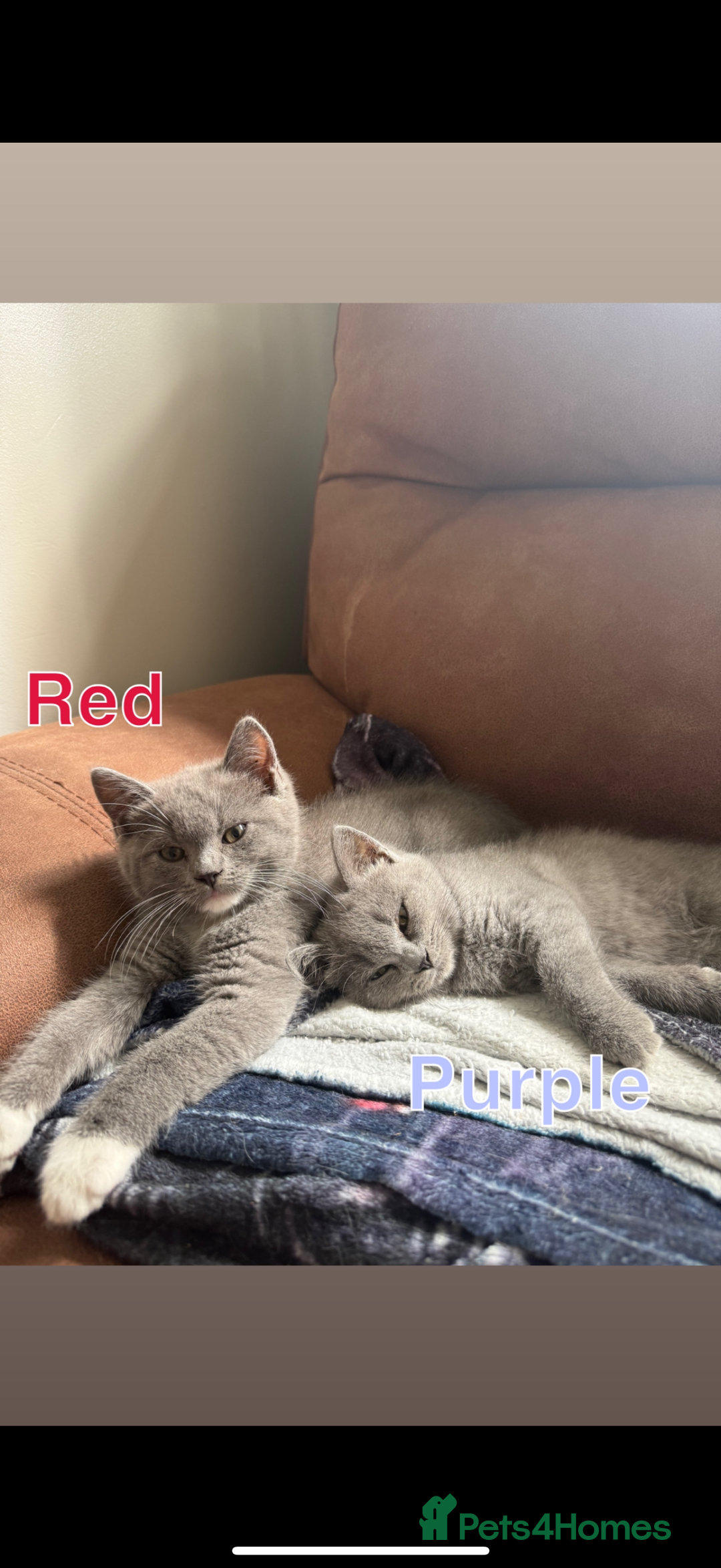 Mixed Breed cats for sale: 🐾 British Short Hair X Ragdoll Kittens 🐾 - Image 2