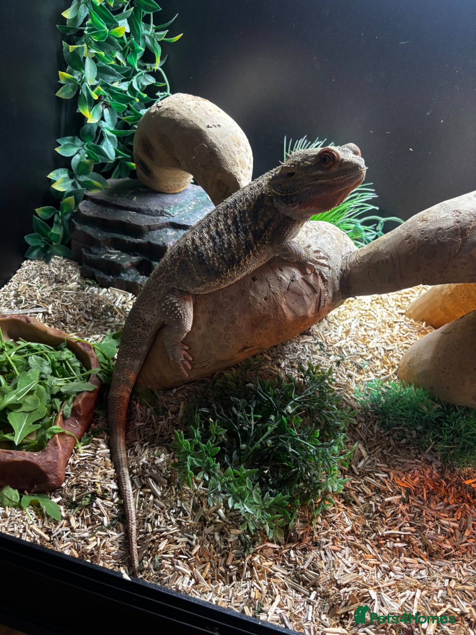 Bearded Dragon reptiles Bearded Dragon for sale - Advert 4