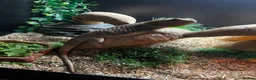 Bearded Dragon reptiles for sale: Bearded Dragon for sale - Advert 1