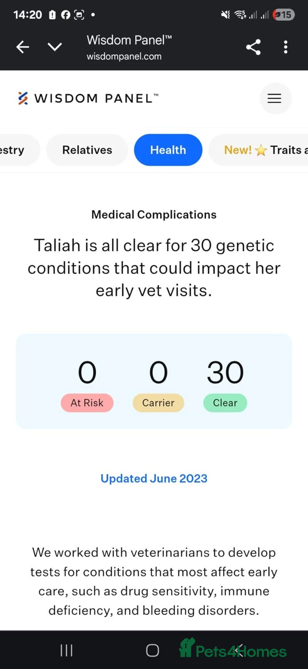 Cane Corso dogs for sale: Pure breed Cane Corso pups - Advert 5