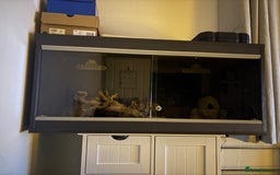 Gecko reptiles for sale: Leopard Gecko (With Tank and Accessories) - Advert 3