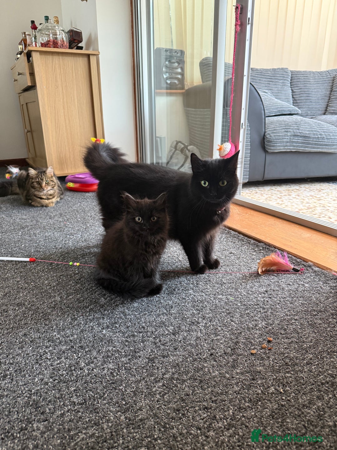 Mixed Breed cats for sale: Beautiful Fluffy Black Female Kitten  - Image 8