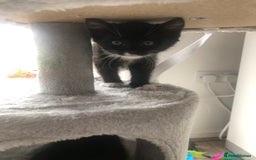 Ragdoll cats for sale: Ragdoll mix beautiful kittens  - Image 18
