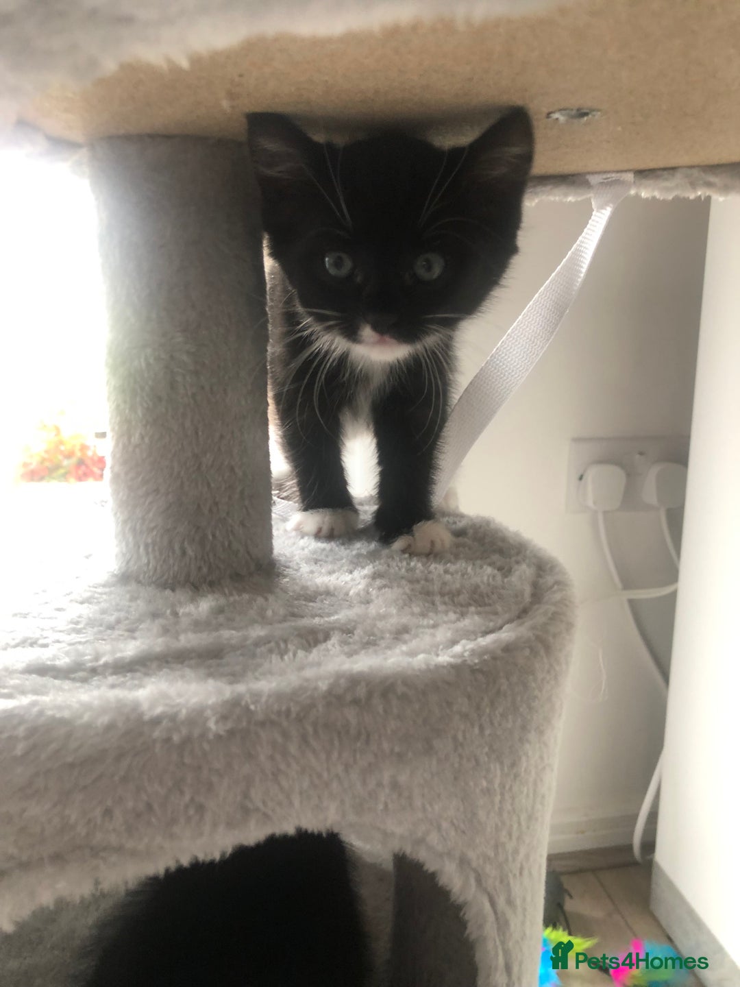 Ragdoll cats for sale: Ragdoll mix beautiful kittens  - Image 18